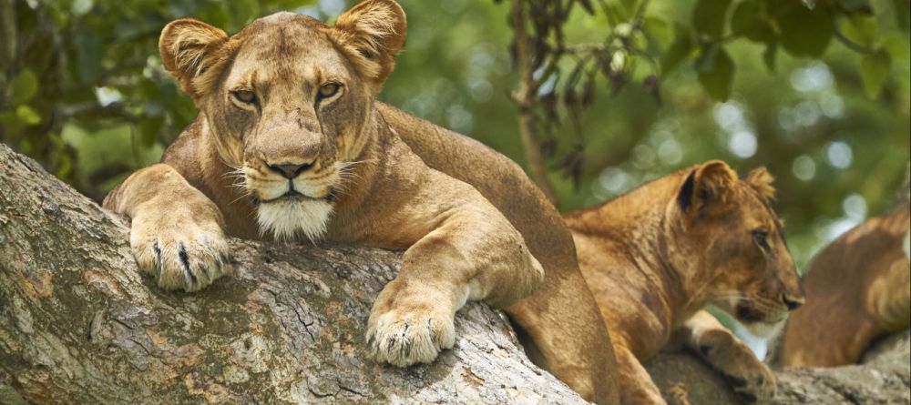 Bush Lodge - Lion - Image 3