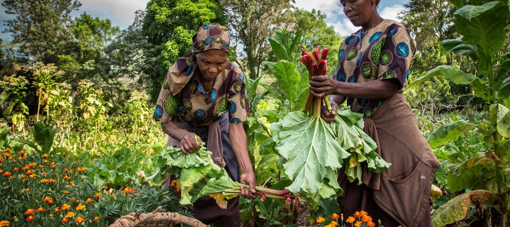 Gibbs Farm, Karatu, Tanzania - Image 15