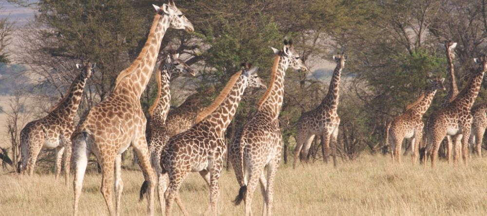 A giraffe herd at Ngare Serian Camp, Masai Mara National Reserve, Kenya - Image 18