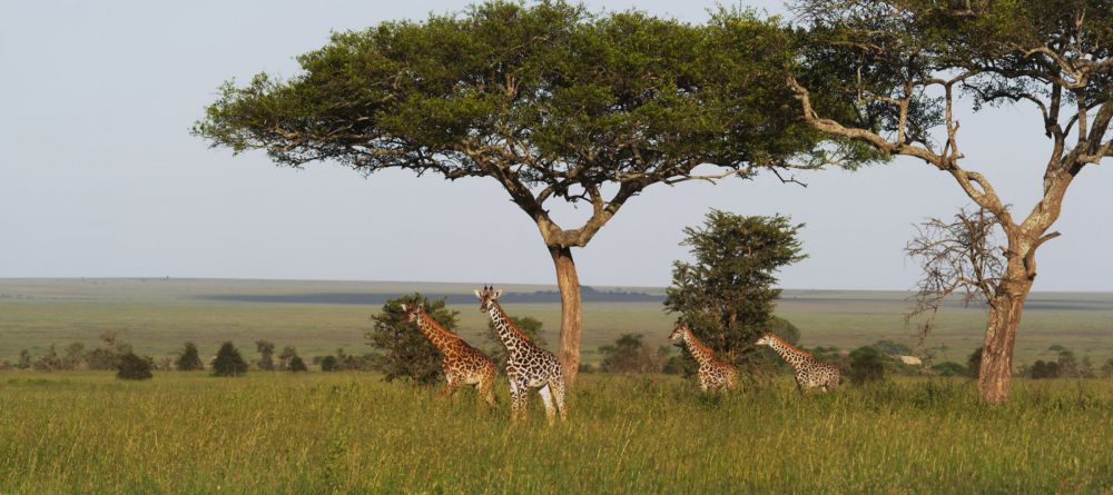 Wayo Green Camp, Serengeti National Park, Tanzania - Image 5