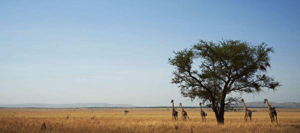 Giraffes seen on game drive at Faru Faru River Lodge, Grumeti Private Reserve, Tanzania - Image 9