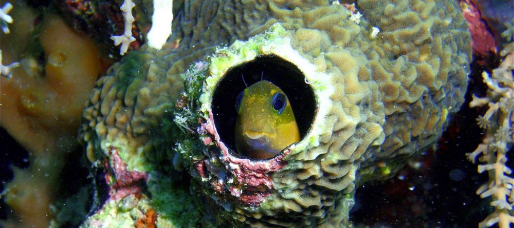 Fundu Lagoon Goby - Image 3