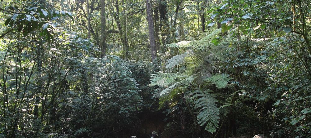 Gorilla Forest Camp, Bwindi Impenetrable Forest, Uganda - Image 9