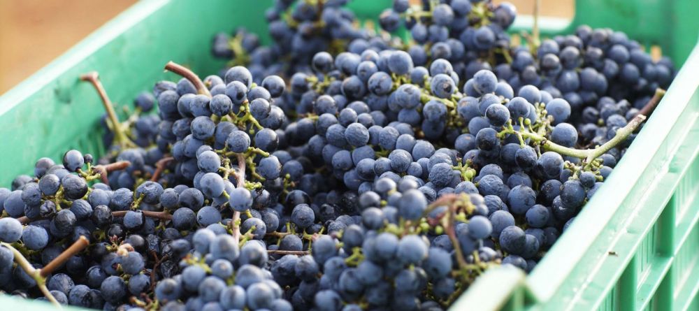 A crate of grapes harvested and ready for processing into wine at Delaire Graff, Stellenbosch, South Africa - Image 12