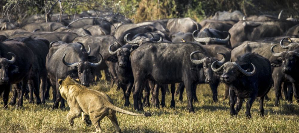 Where: Lewa Conservancy, KenyaSet in the rolling foothills of Mt Kenya, this conservancy is one of Africa’s most successful conservation stories with thriving populations of rhinos, innovative elephant monitoring programs, big cats,  and a collection of - Image 2