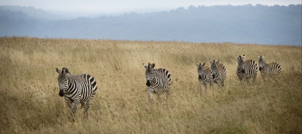 The Highlands - Wildlife - Image 8