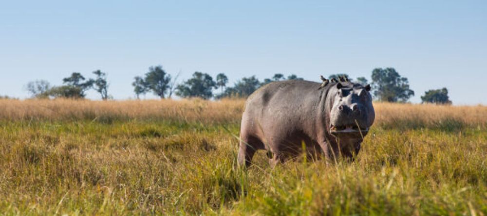 Hippo in Selinda - Image 5