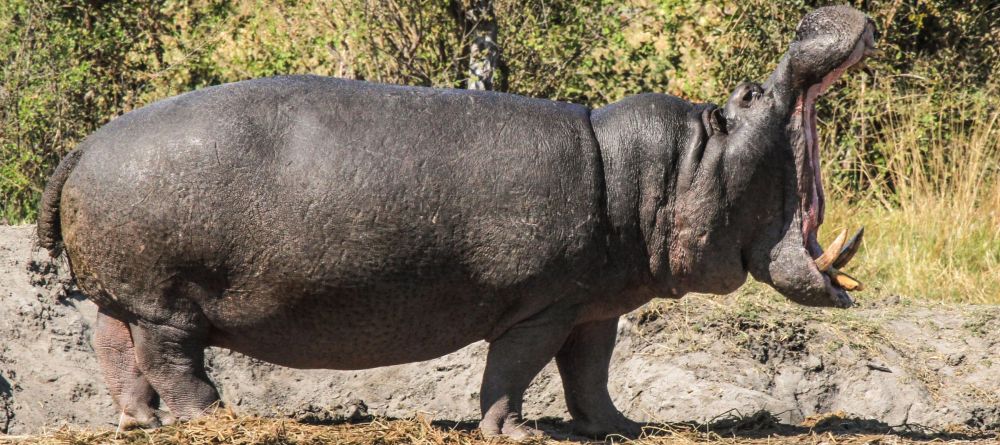 Nehimba Safari Lodge - Hippo - Image 2