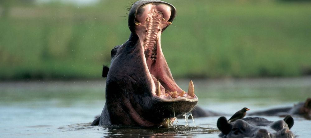 HIppos at Chikwenya - Image 4