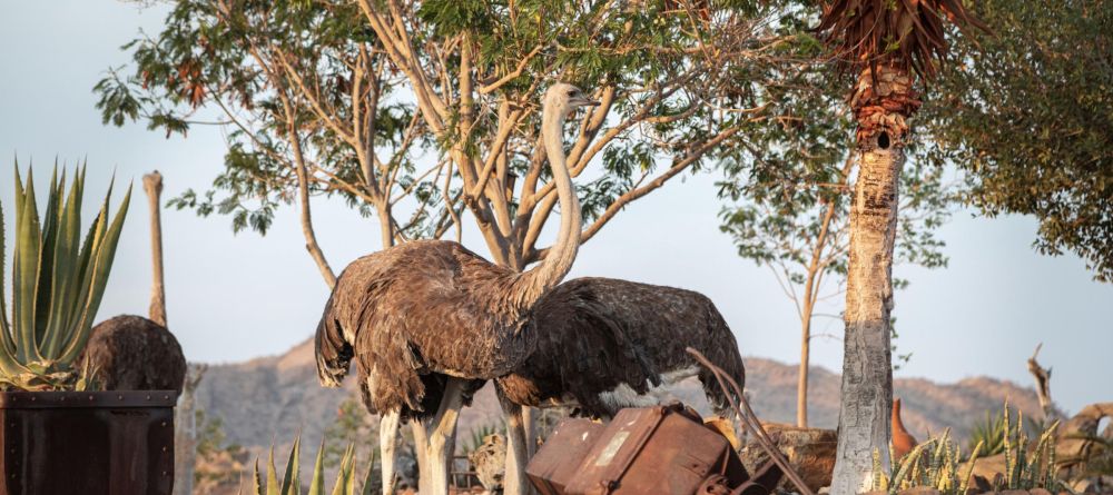 Ostriches - Image 3