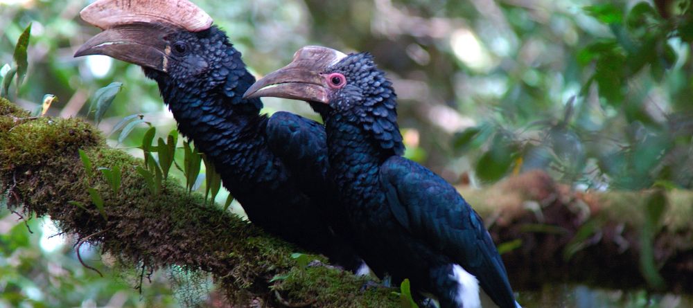 Hornbills at Hatari Lodge, Arusha National Park, Tanzania - Image 13