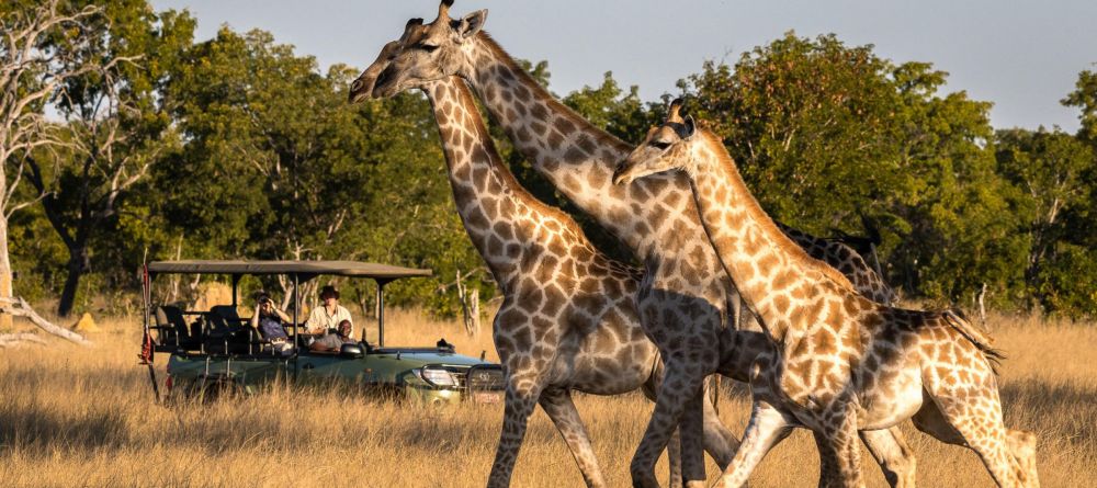 Little Makalolo, Hwange National Park, Zimbabwe - Image 7