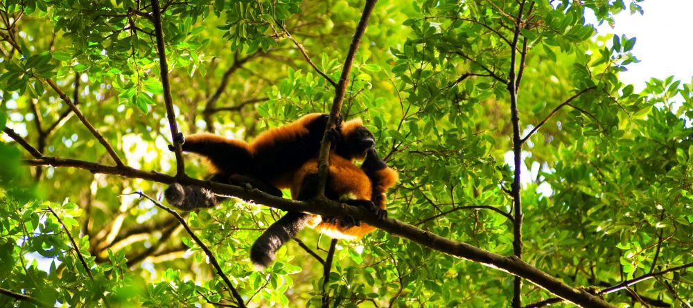 Masoala Forest Lodge, Masoala National Park, Madagascar - Image 6