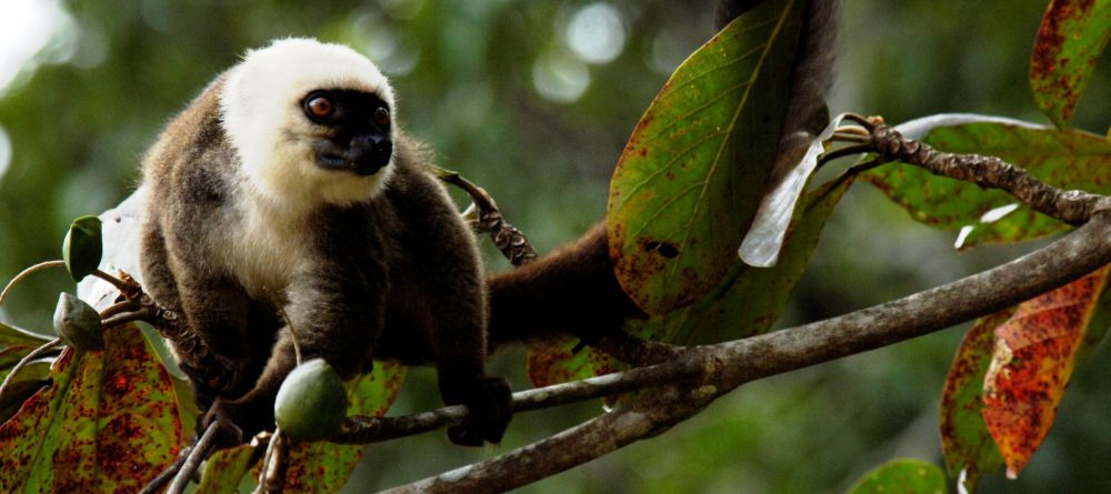 Masoala Forest Lodge, Masoala National Park, Madagascar - Image 18