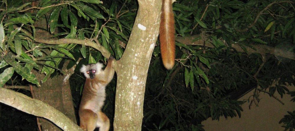 A pair of lemurs in a tree at Sakatia Lodge, Nosy Be, Madagascar (Mango Staff photo) - Image 5