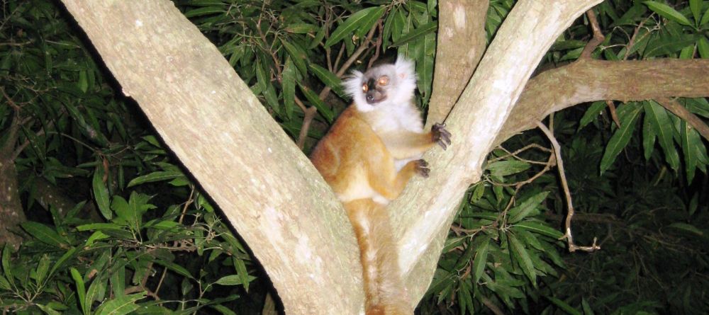 A lemur at Sakatia Lodge, Nosy Be, Madagascar (Mango Staff photo) - Image 7