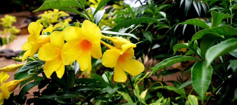 The gardens at Sakatia Lodge, Nosy Be, Madagascar (Mango Staff photo) - Image 23