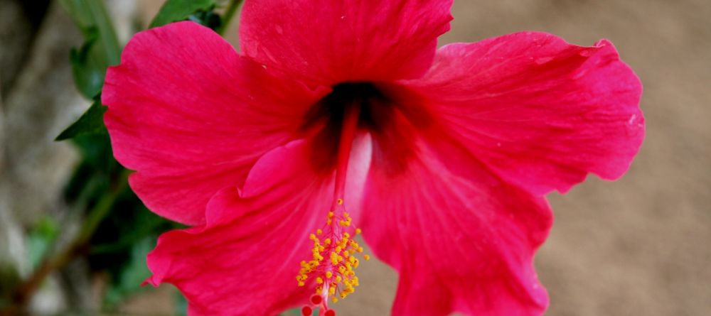 The gardens at Sakatia Lodge, Nosy Be, Madagascar (Mango Staff photo) - Image 25