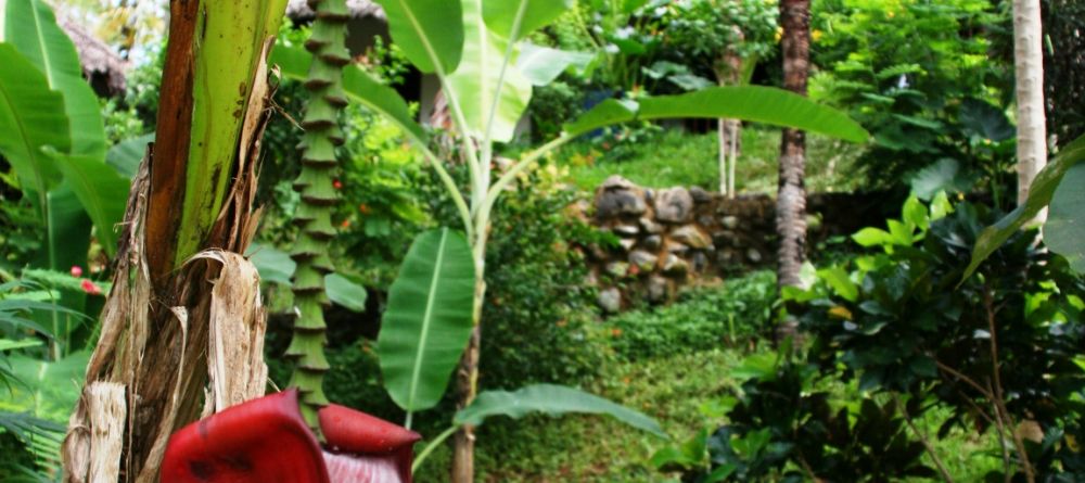 A banana tree at Sakatia Lodge, Nosy Be, Madagascar (Mango Staff photo) - Image 29