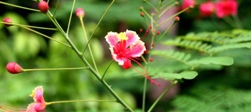 The gardens at Sakatia Lodge, Nosy Be, Madagascar (Mango Staff photo) - Image 31