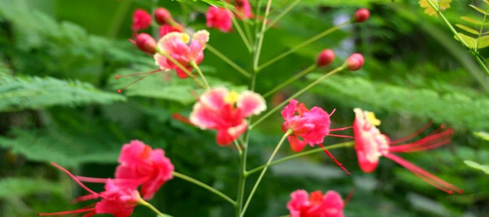 The gardens at Sakatia Lodge, Nosy Be, Madagascar (Mango Staff photo) - Image 33