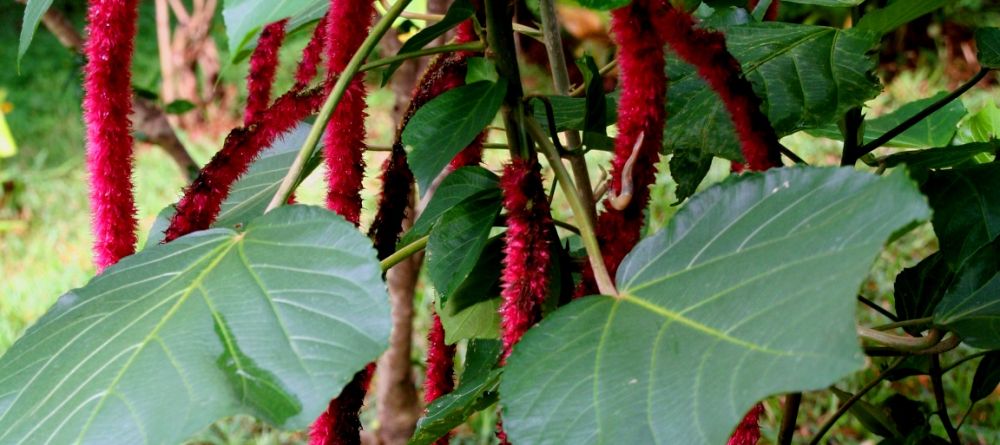 The gardens at Sakatia Lodge, Nosy Be, Madagascar (Mango Staff photo) - Image 2