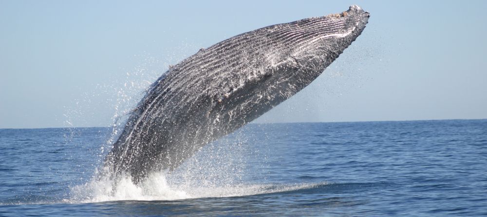 A whale breaching at Hotel Le Paradisier, Tulear, Madagascar - Image 9