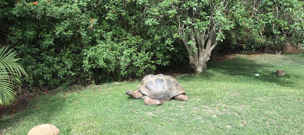 Ol Jogi Large rare tortoise - Image 3