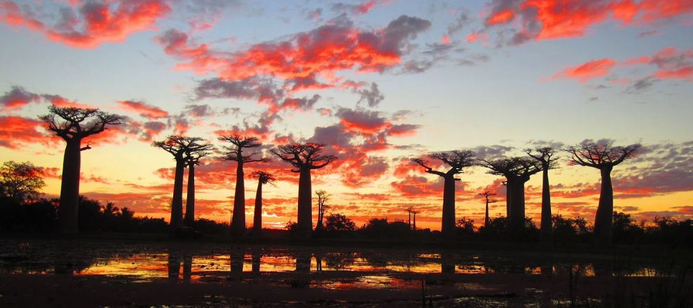 Sunset over the baobab trees at Palissandre Cote Ouest, Morondava, Madagascar - Image 5