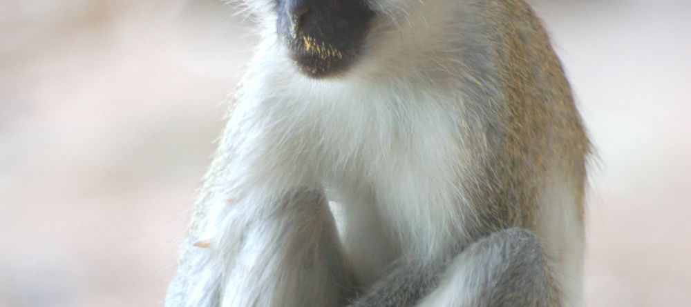 A furry visitor at Waterlovers, Diani Beach, Kenya - Image 19