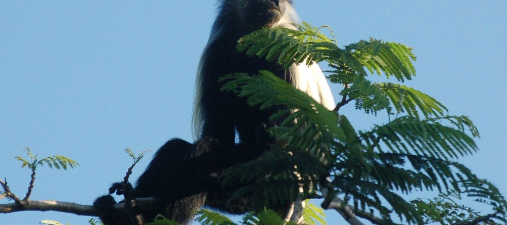 A furry visitor at Waterlovers, Diani Beach, Kenya - Image 2