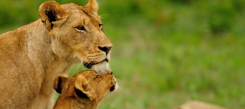 Inyati Safari Lodge, Sabi Sands Game Reserve, South Africa - Image 4