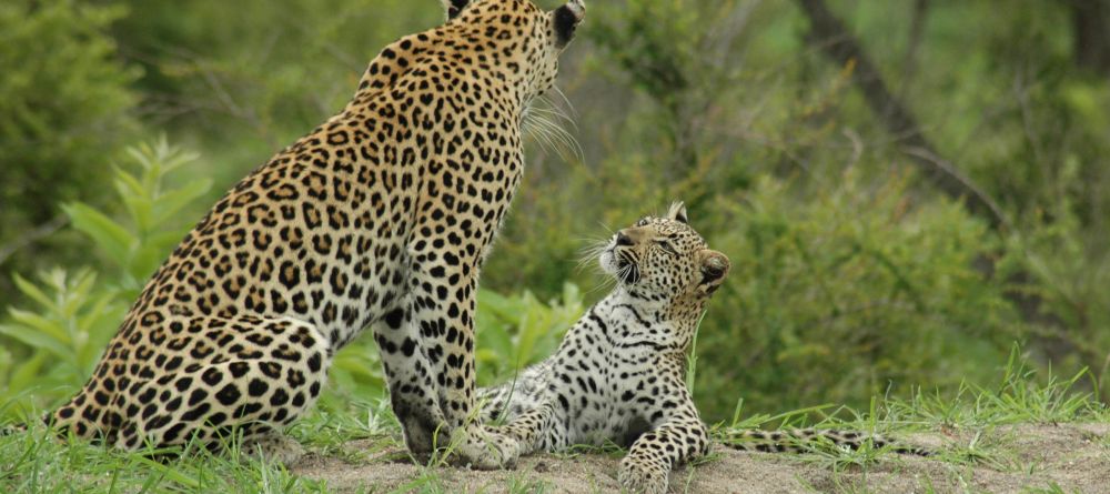 Inyati Safari Lodge, Sabi Sands Game Reserve, South Africa - Image 6