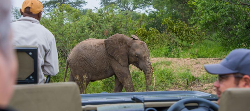 Thornybush Jackalberry Lodge - Image 8