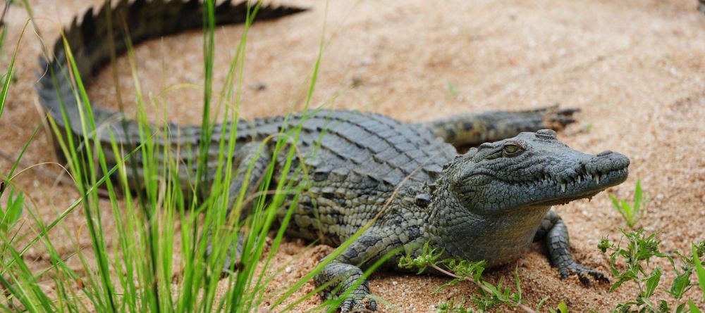 Jock Safari Lodge, Kruger National Park, South Africa - Image 8