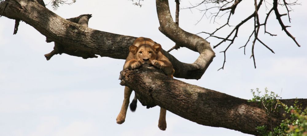 Lion Hanging Around - Image 16