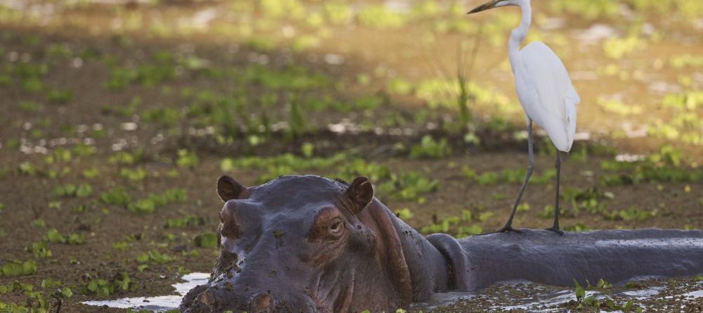 Zungulila Bushcamp, South Luangwa National Park, Zambia - Image 9