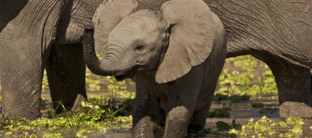 Zungulila Bushcamp, South Luangwa National Park, Zambia - Image 13