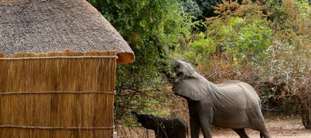 Kaingo Camp, South Luangwa National Park, Zambia - Image 12