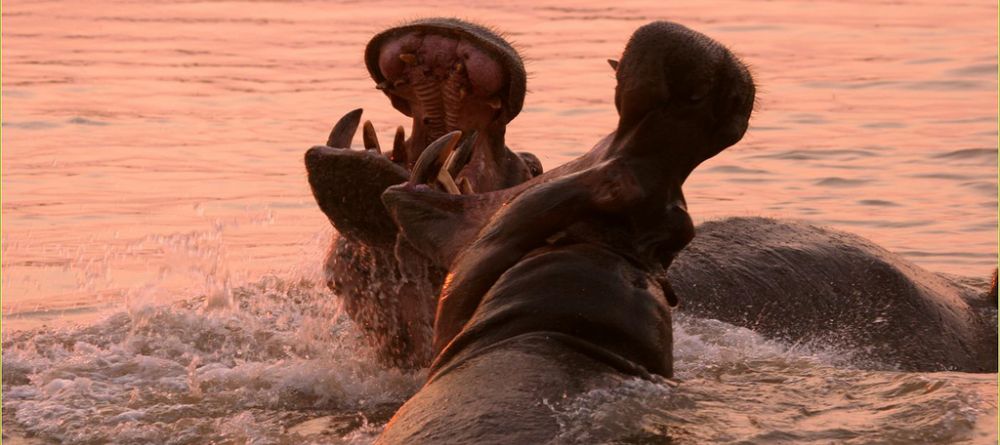 Kaingo Camp, South Luangwa National Park, Zambia - Image 1