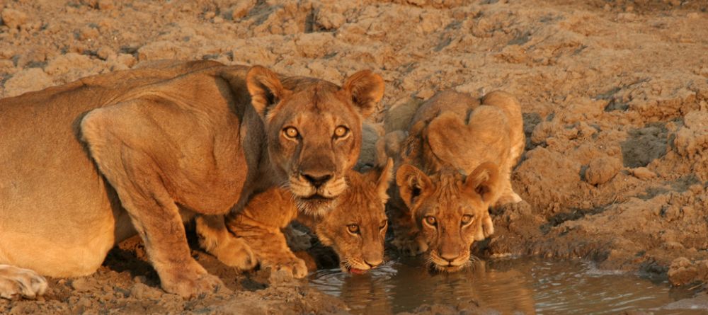 Kaingo Camp, South Luangwa National Park, Zambia - Image 3