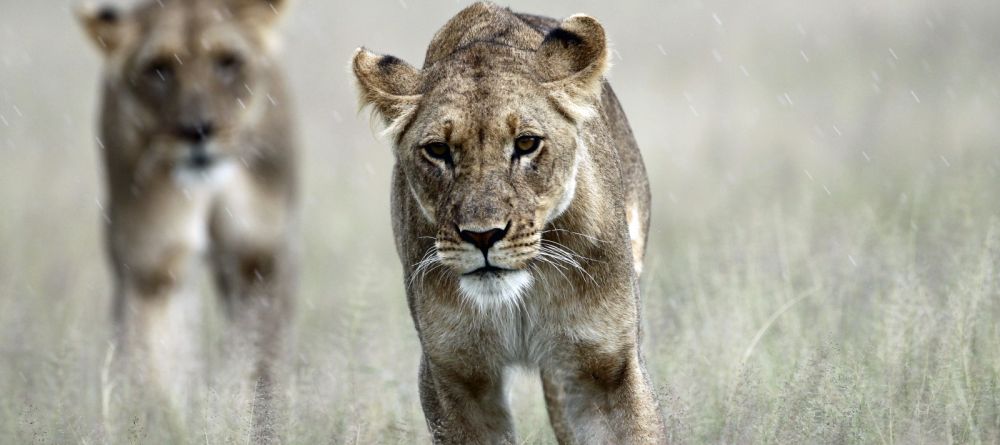 Kalahari Plains Camp, Central Kalahari Game Reserve, Bostwana - Image 13