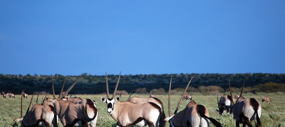 Kalahari Plains Camp, Central Kalahari Game Reserve, Bostwana - Image 14