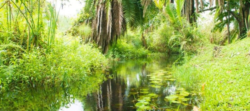 Kibale Forest Camp Swamp - Image 3