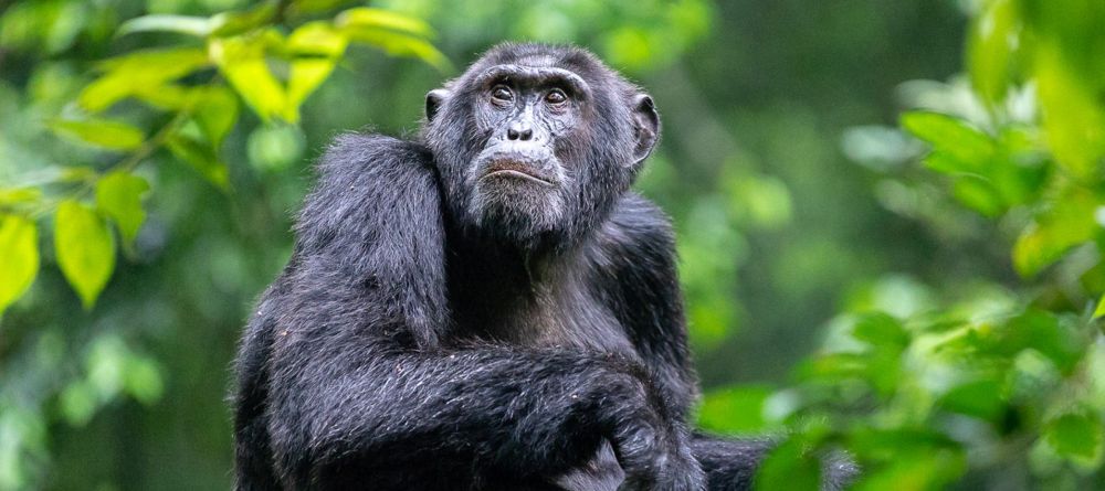 Kibale Forest Camp Chimp - Image 4