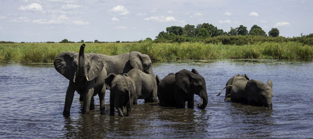 Elephants in water - Image 5