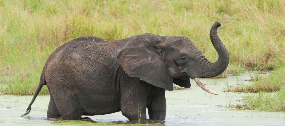 Kuro Tarangire - Tarangire River Elephant - Image 18