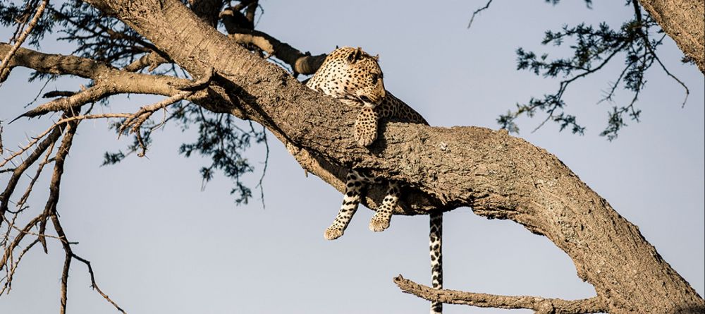  Kusini Camp - viewing wildlife - Image 3