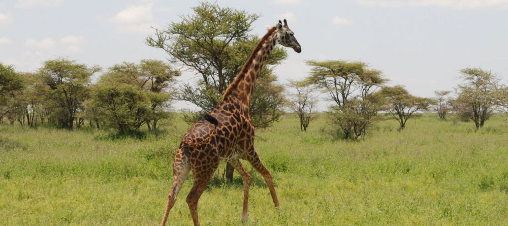 Kusini Camp, Serengeti National Park, Tanzania - Image 13