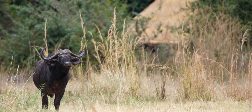 Kuyenda Bush Camp, South Luangwa National Park, Zambia - Image 8